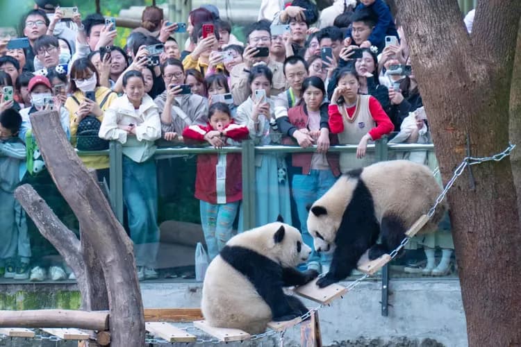 San Francisco Mayor London Breed is seeking donations from tech firms and philanthropists to cover $25 million in panda-related costs.