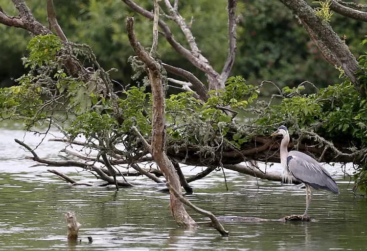 A great blue heron perches on a branch on Stow Lake inside Golden Gate Park. The lake is likely to be renamed—perhaps for the herons.