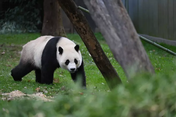 San Francisco Zoo will receive a pair of pandas from China, if everything goes according to plan.